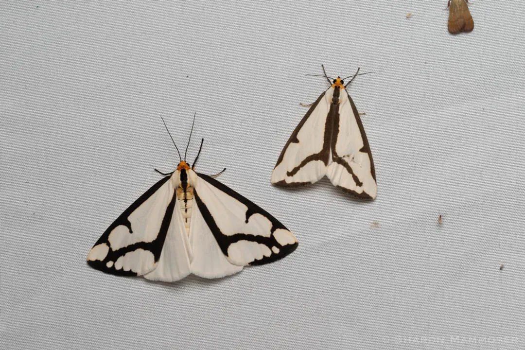 What are some cool facts about moths?, Defense Mechanisms