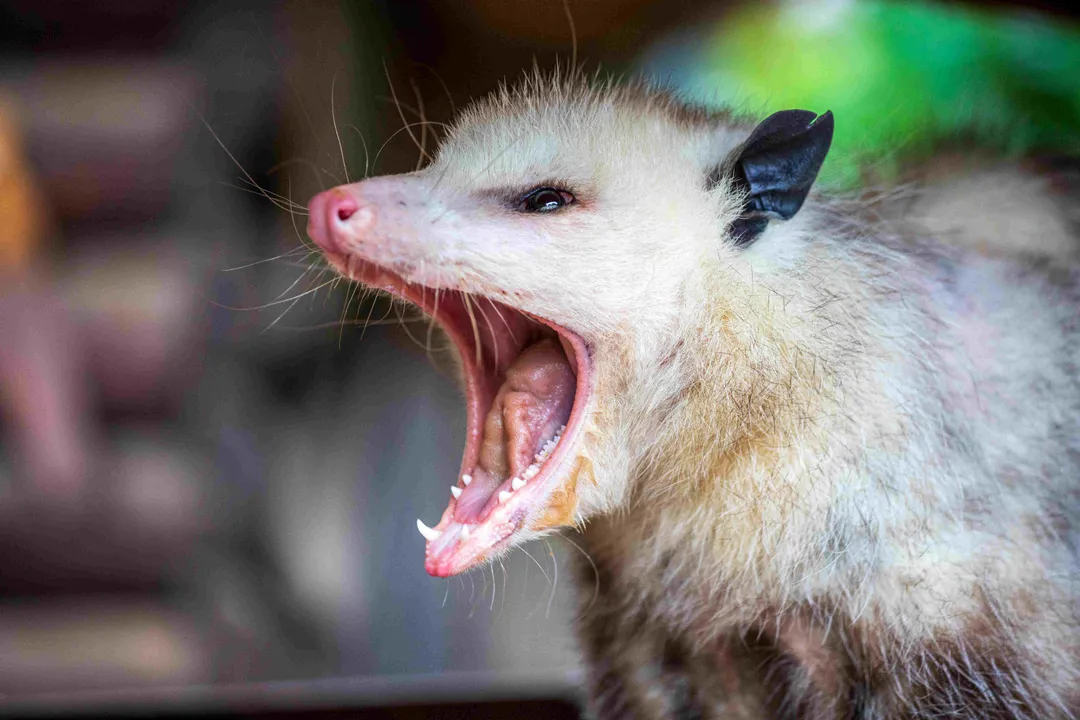 What are some cool facts about possums?, Physical Tools
