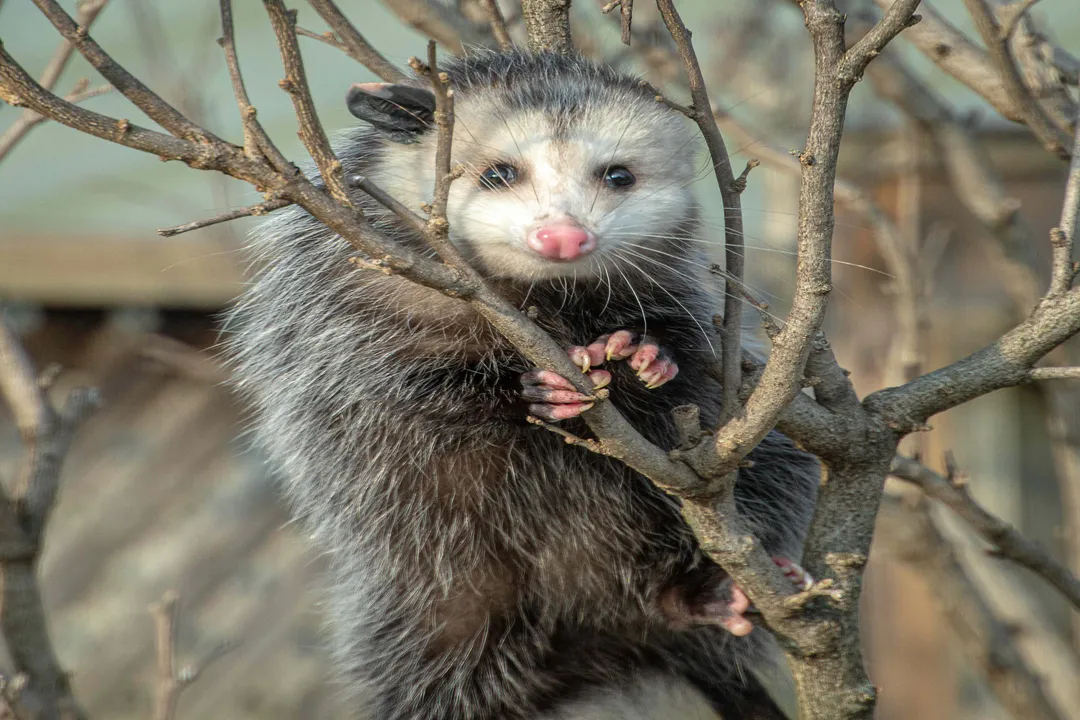 What are some cool facts about possums?, Defense Tactics