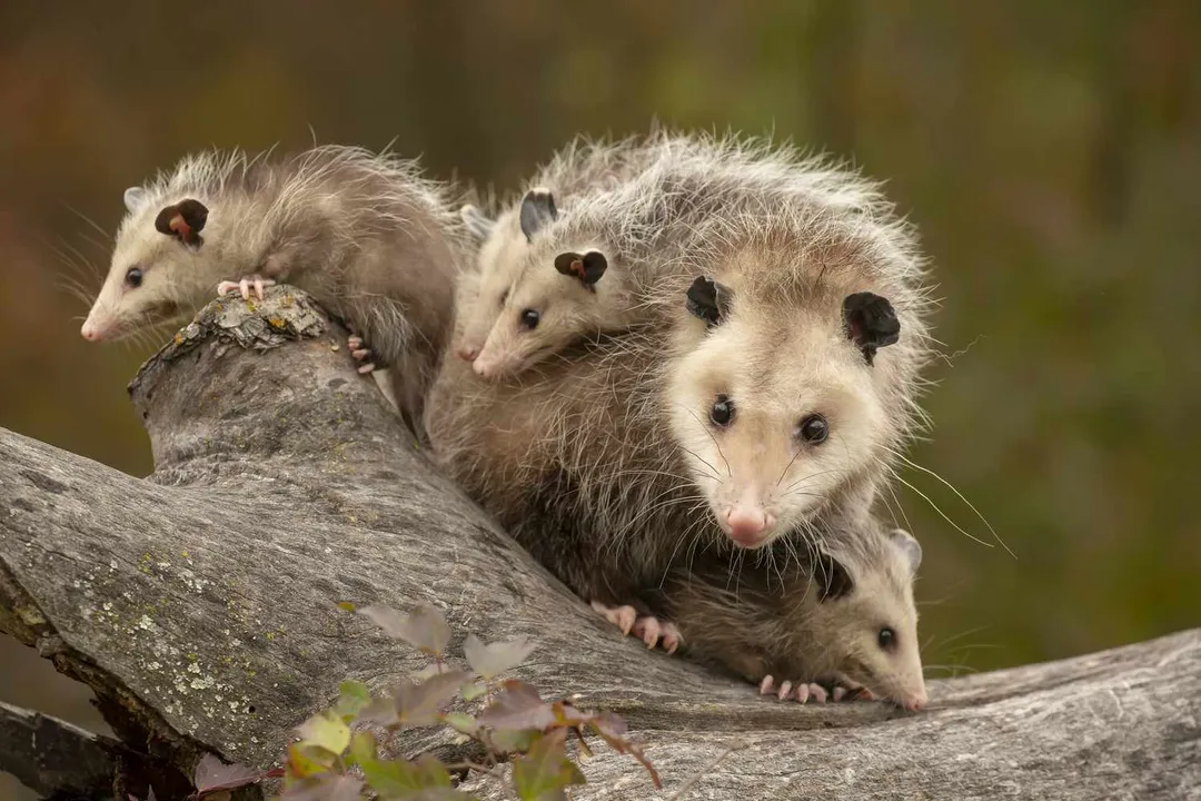 What are some cool facts about possums?, Dietary Habits