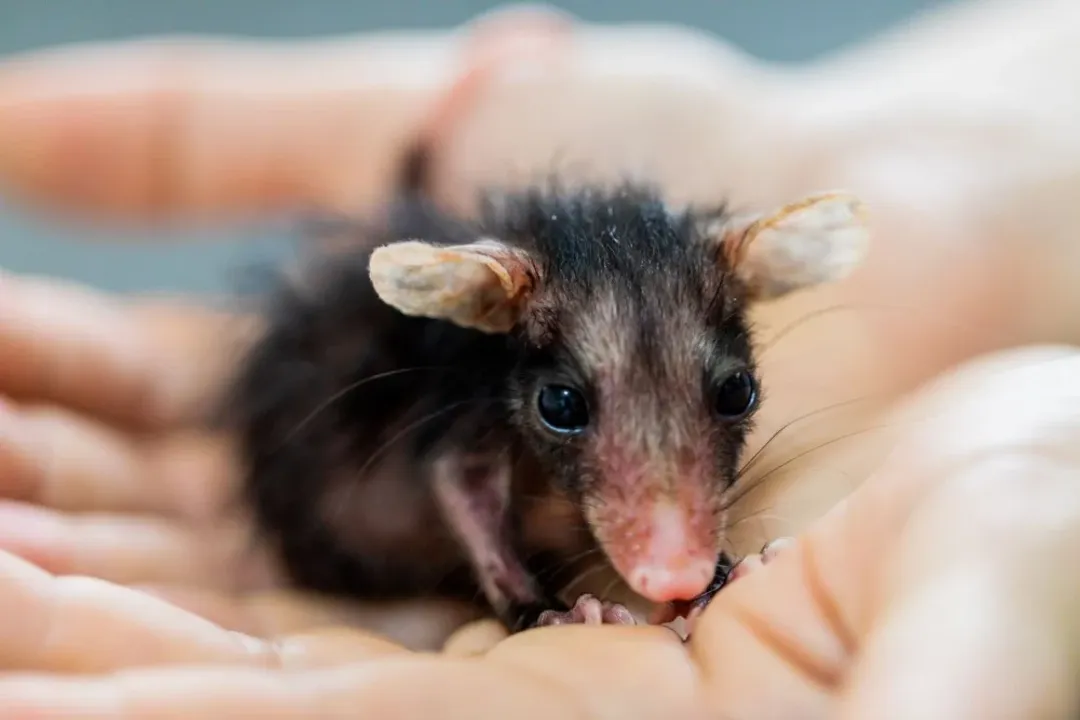 What are some cool facts about possums?, Marsupial Sort