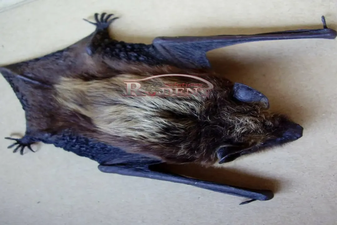 What are some cool things bats can do?, Sound Mastery