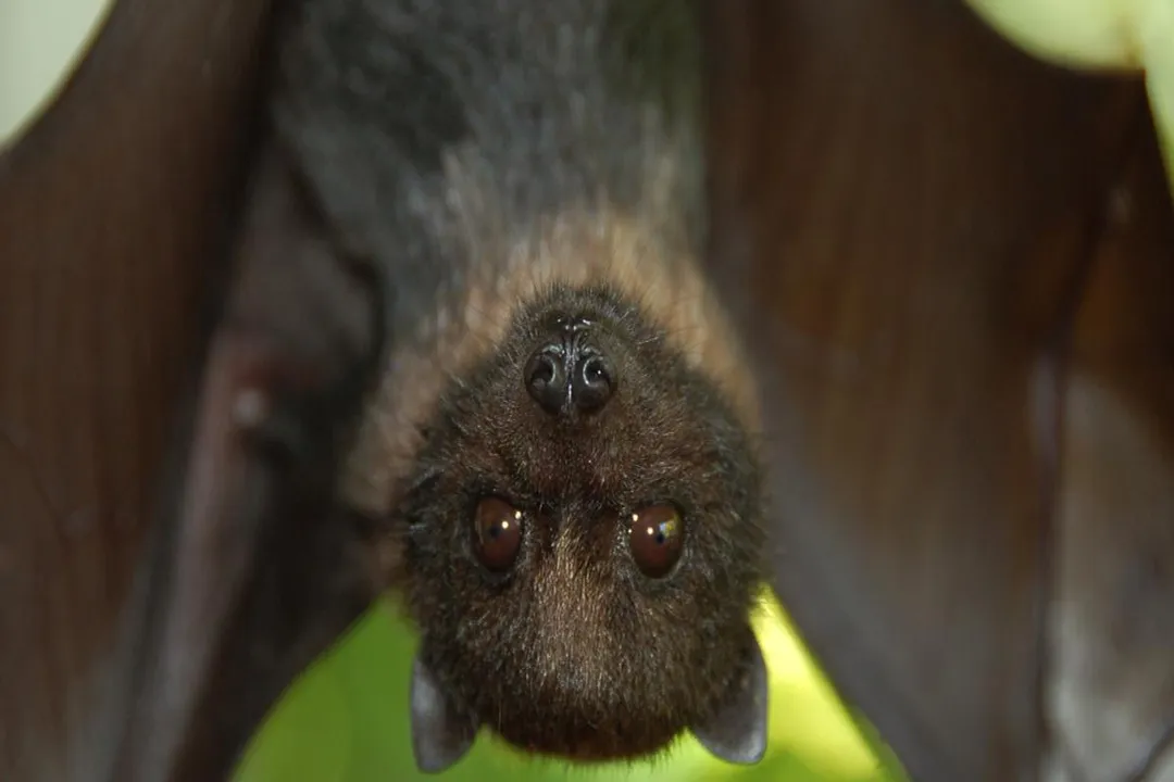 What is the process called when the common big-eared bat bombards a target with sonar to determine edibility?