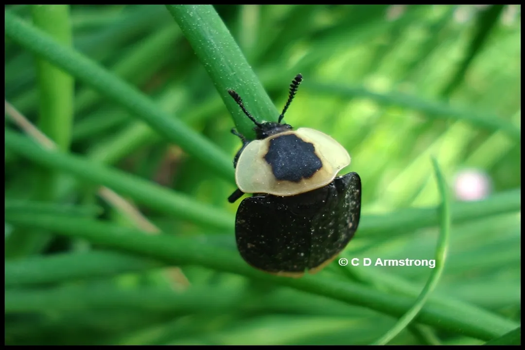 What are some facts about carrion beetles?, Symbiotic Partners