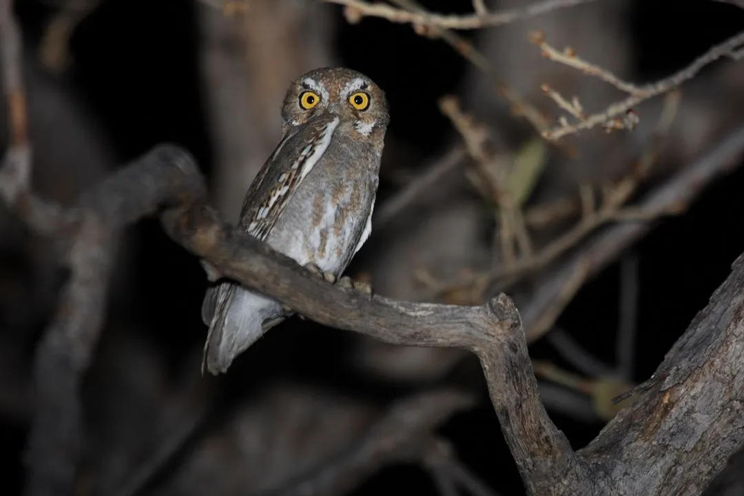 What are some facts about elf owls?