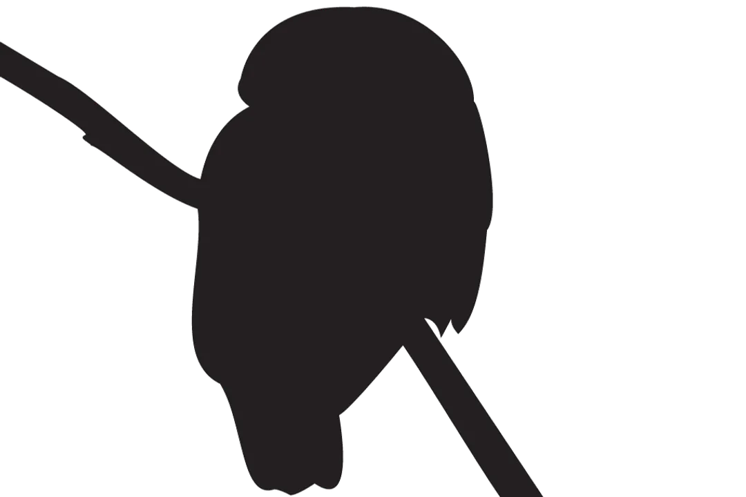 What are some facts about elf owls?, Home Range