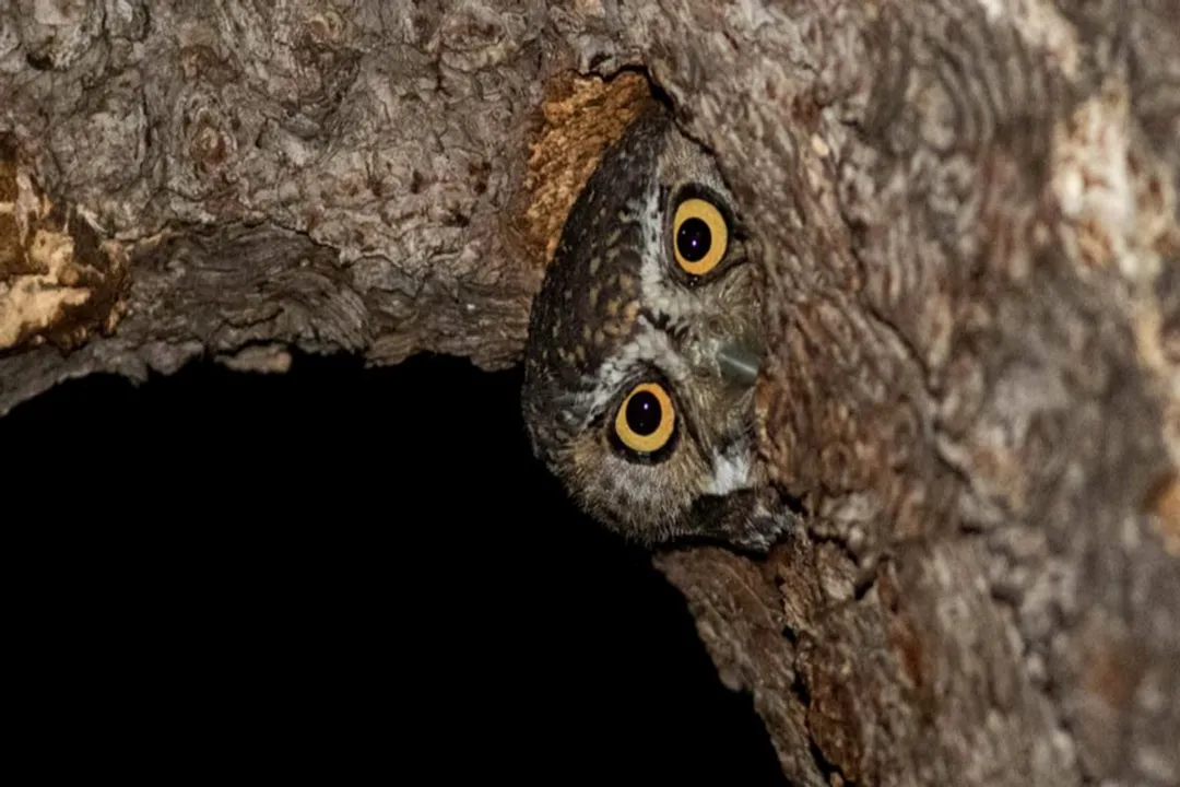 What are some facts about elf owls?, Physical Blueprint