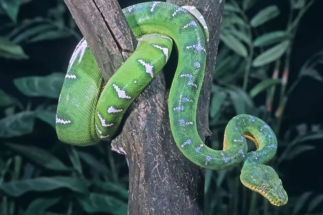 What are some facts about emerald green boas for kids?, Home Rainforest