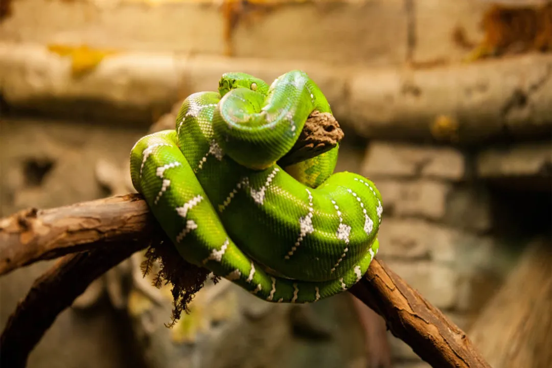 What are some facts about emerald green boas for kids?, Catching Food