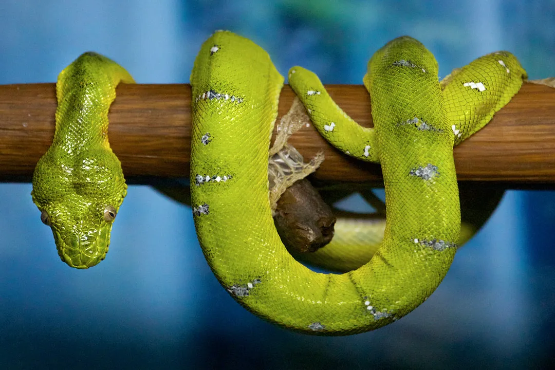 What are some facts about emerald green boas for kids?, Color Bright