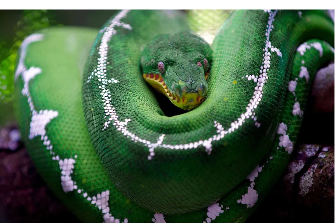 What are some facts about emerald green boas for kids?, Baby Snakes