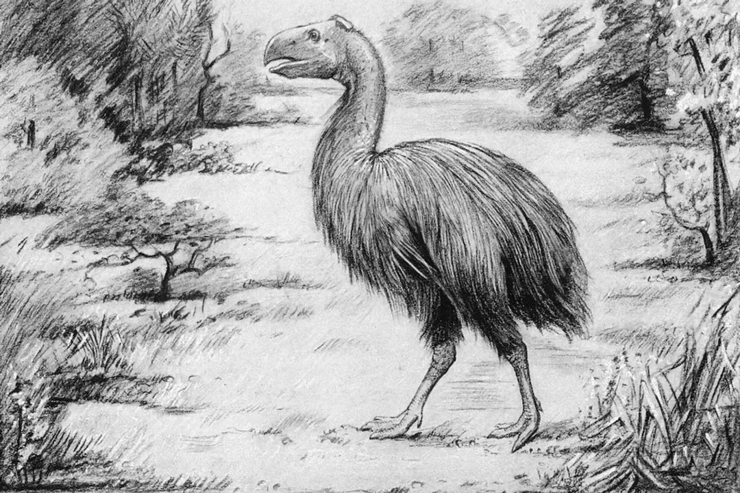 What are some facts about Gastornis?, Diet Controversy