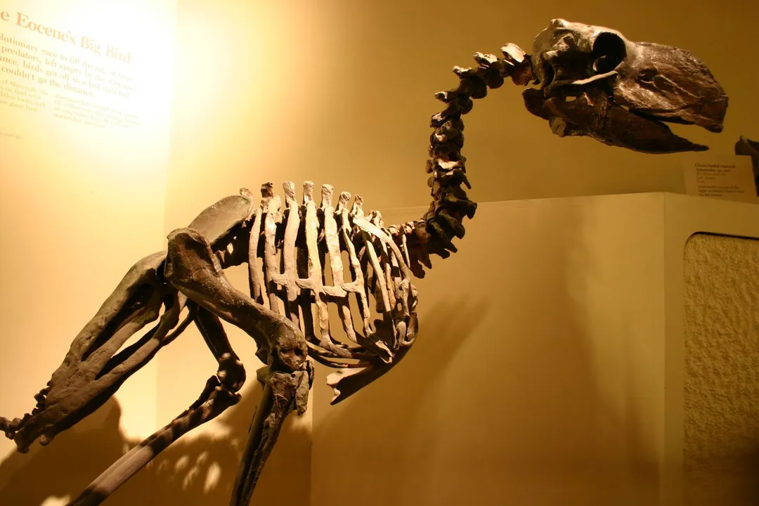 During which geological epochs did *Gastornis* dominate terrestrial environments?