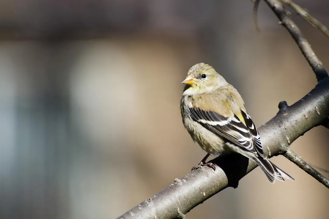 What are some facts about gold finches?, Appearance Contrast