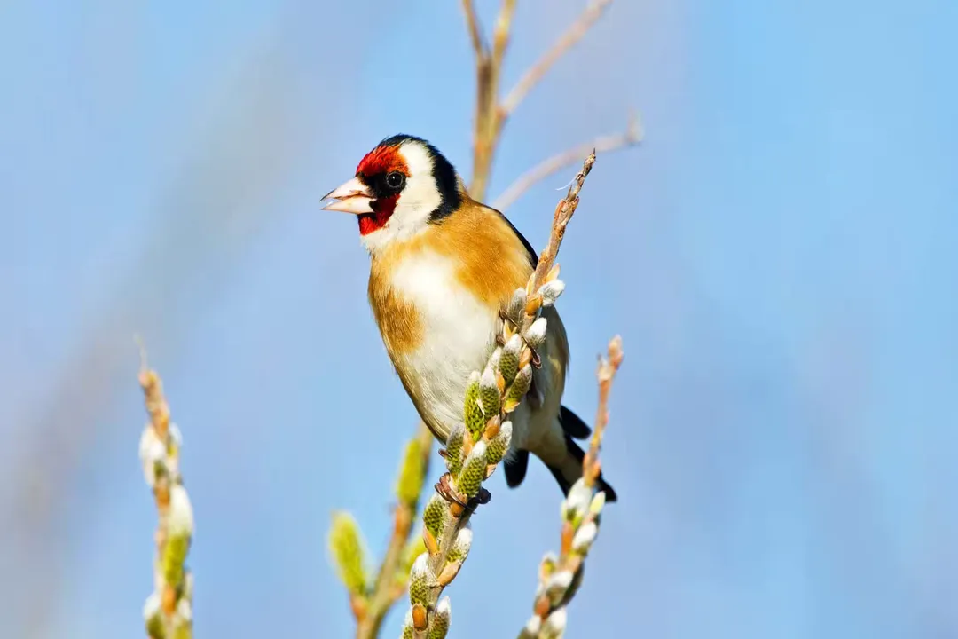 What are some facts about gold finches?, Dietary Specifics