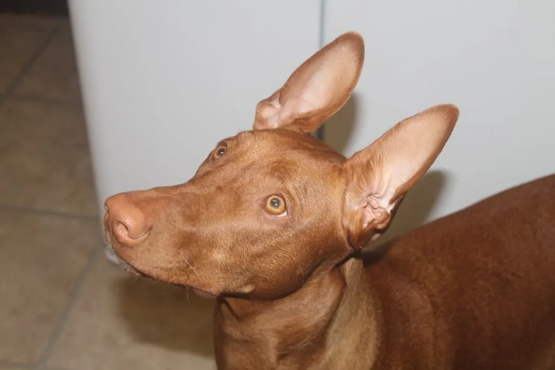 What are some facts about Pharaoh Hounds?, Ancient Roots