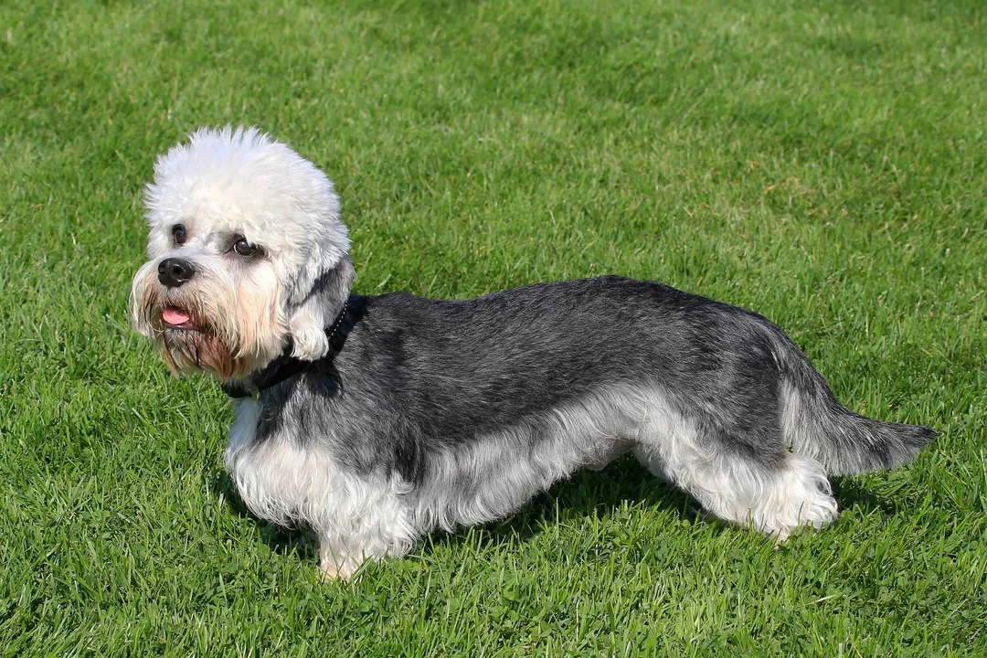 What are some facts about the Dandie Dinmont Terrier?