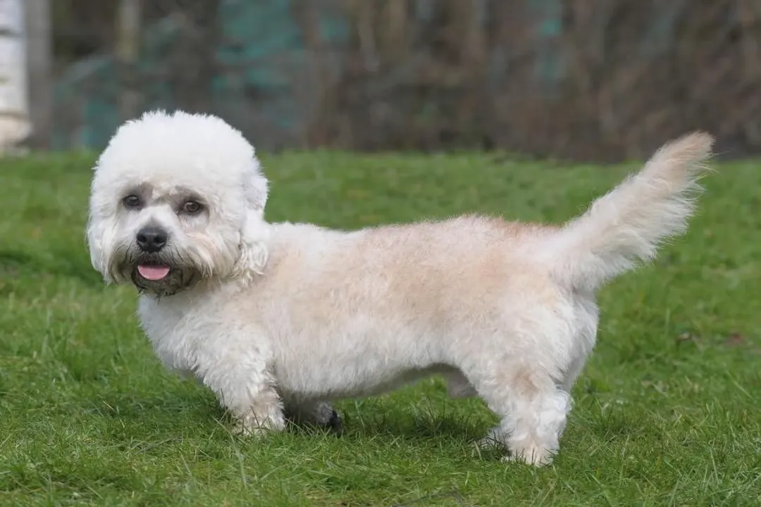 What are some facts about the Dandie Dinmont Terrier?, Physical Form