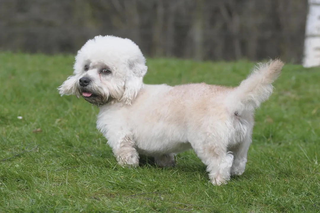 What are some facts about the Dandie Dinmont Terrier?, Daily Needs