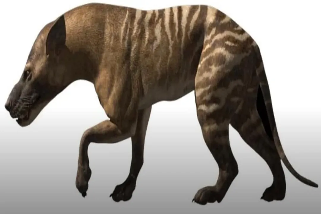 What are some facts about the Hyaenodon?, Hyena Tooth