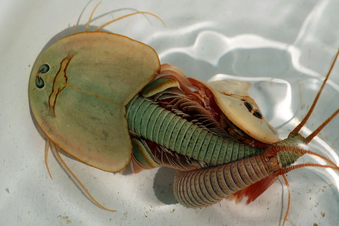 What are some facts about Triops?