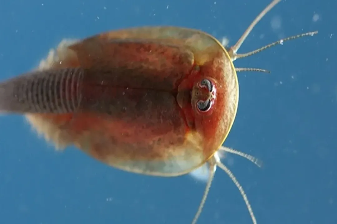 What are some facts about Triops?, Age Confirmation