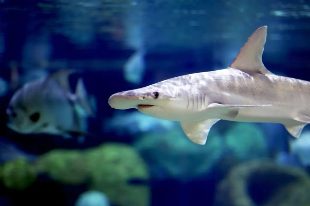 What are some fun facts about bonnethead sharks?, Shovel Head