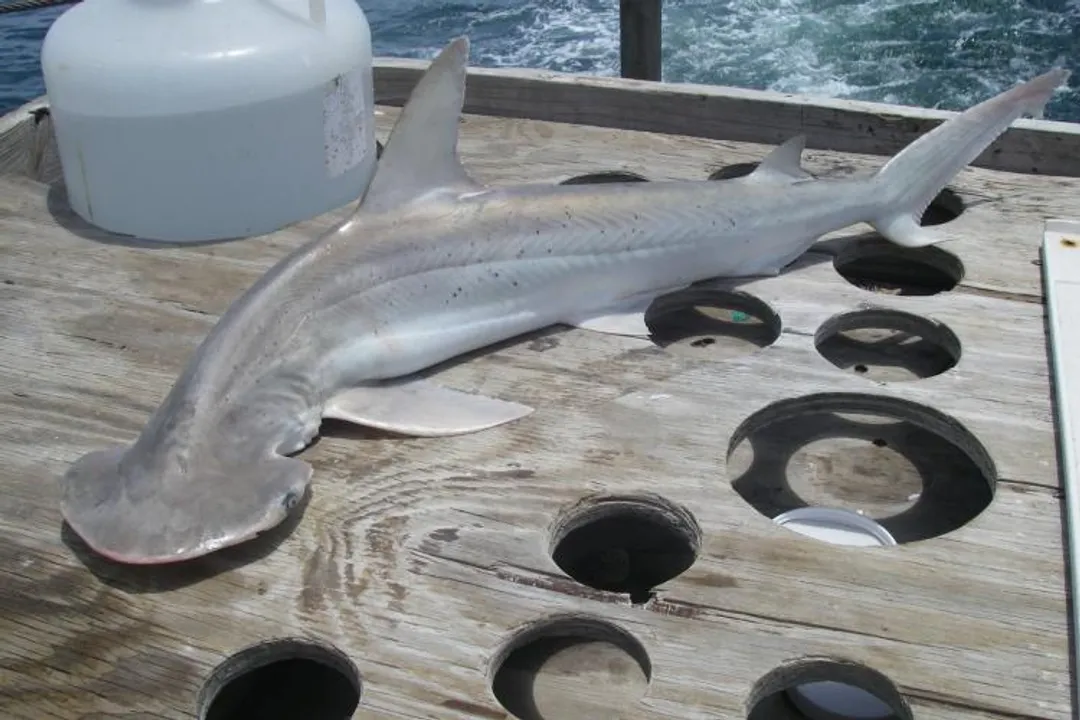 What are some fun facts about bonnethead sharks?