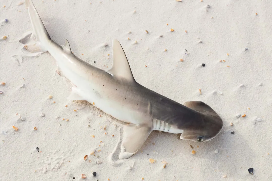 What are some fun facts about bonnethead sharks?, Size Comparison