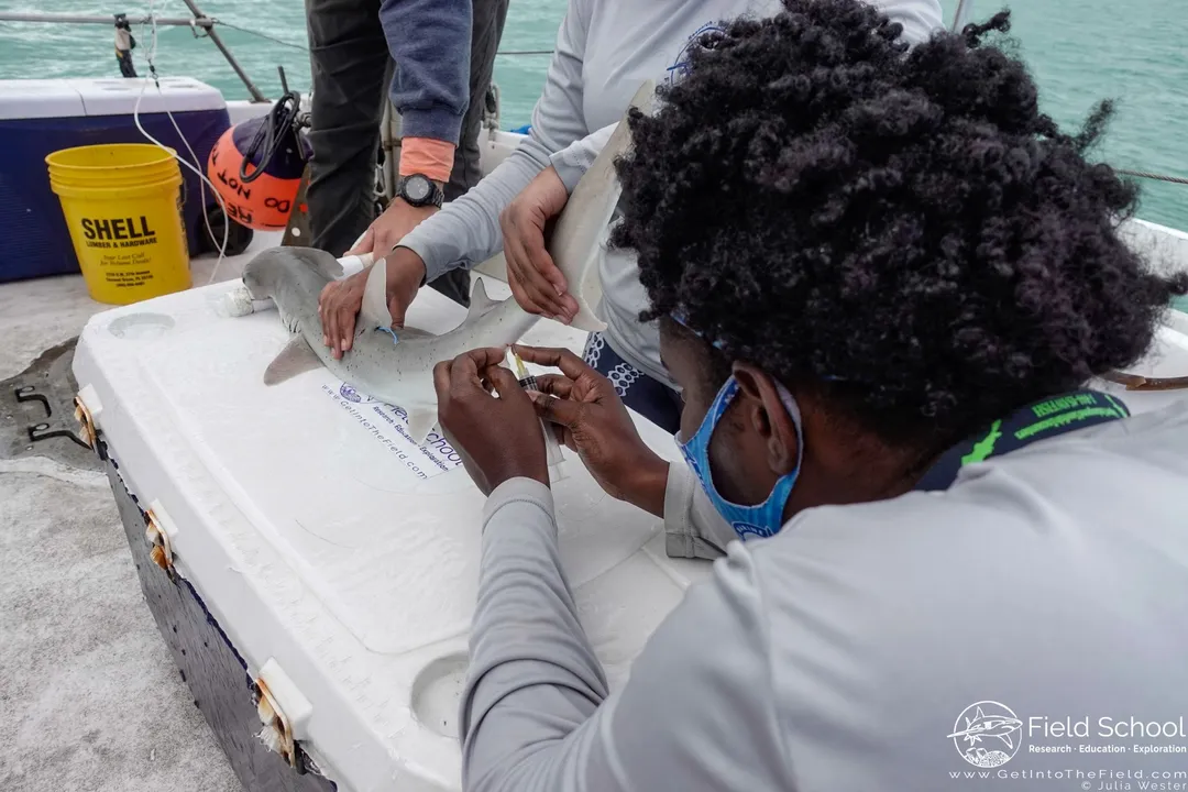 What are some fun facts about bonnethead sharks?, Coastal Range