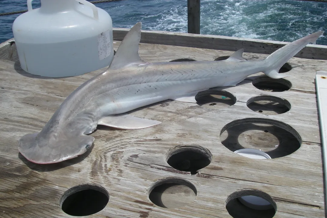 What are some fun facts about bonnethead sharks?, Unique Diet