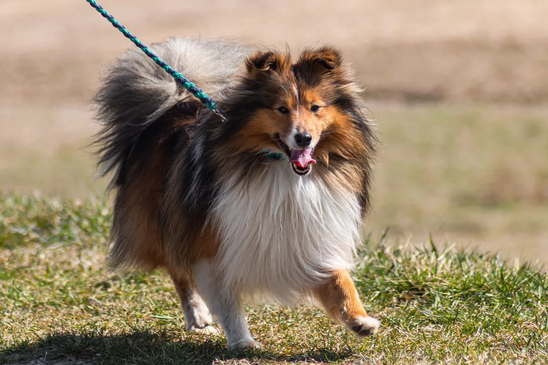 What are some fun facts about collies?, Coat Varieties