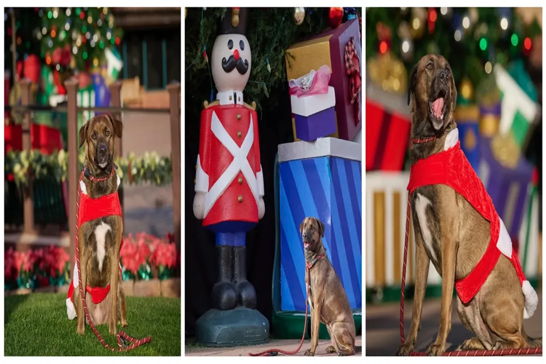 What are some fun facts about collies?, Breed Types