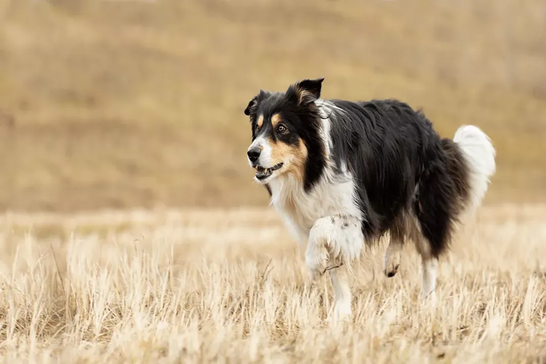 What are some fun facts about collies?, Working Mind