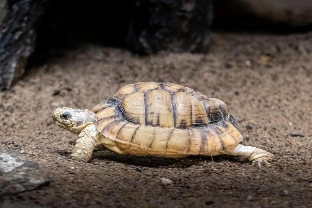 What are some fun facts about Egyptian tortoises?, Color and Camouflage