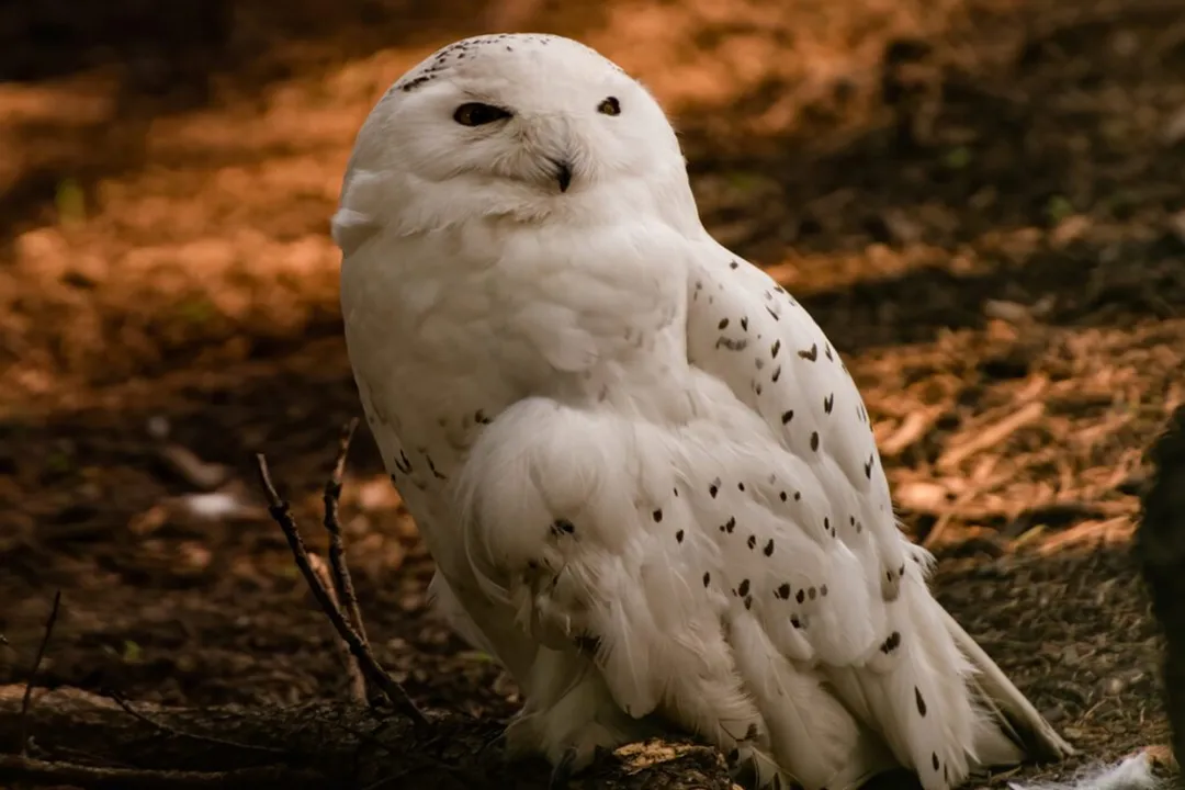 What are some fun facts about Egyptian tortoises?, Size Marvel