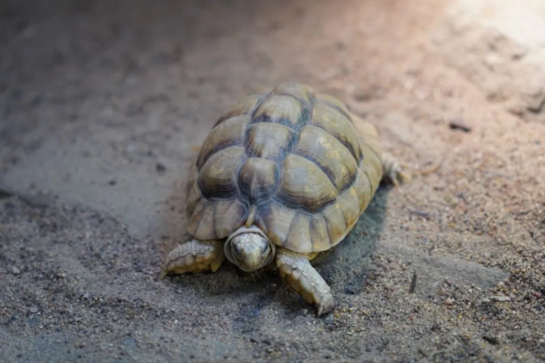 What are some fun facts about Egyptian tortoises?