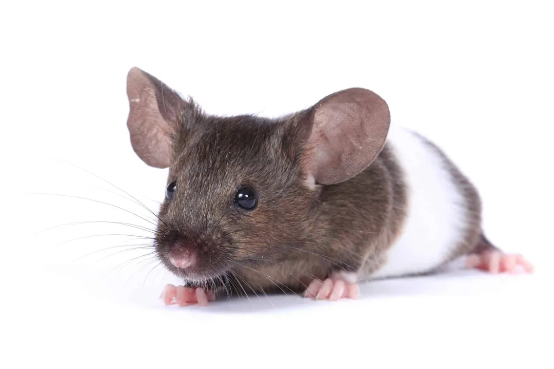 What are some fun facts about fancy mice?, Domestic Roots