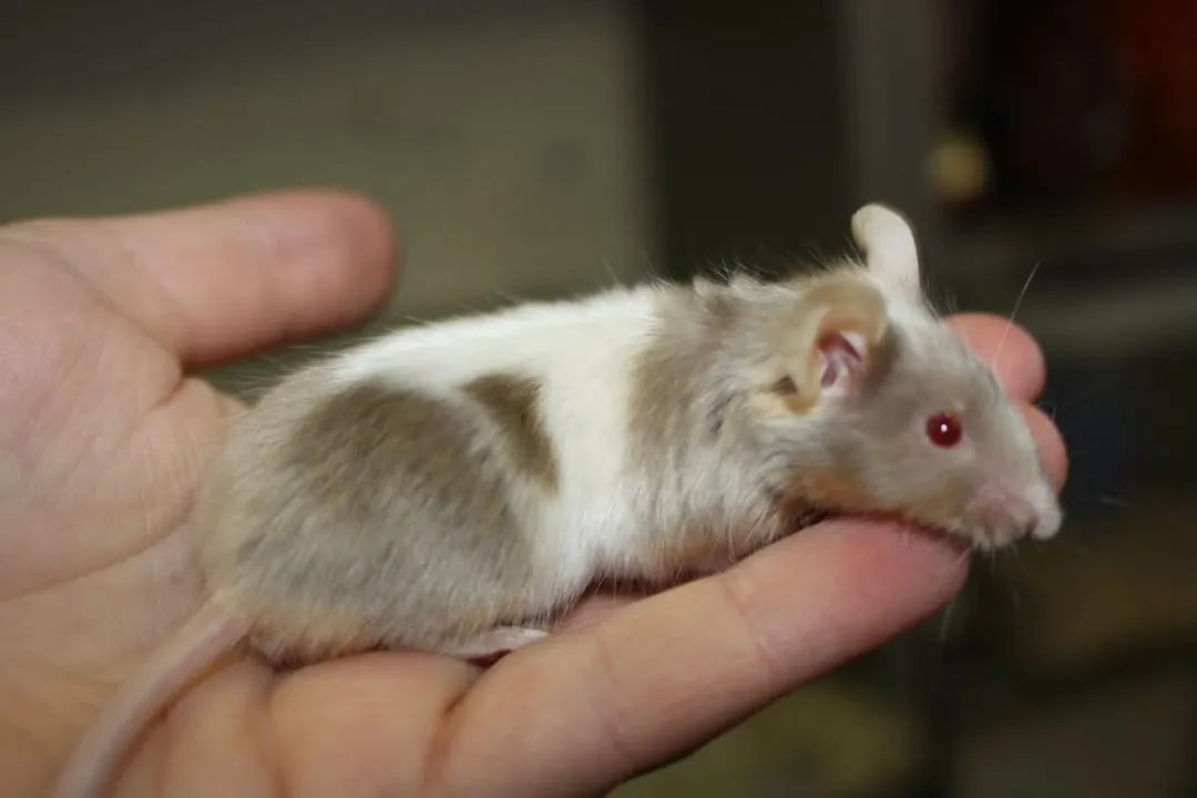 What are some fun facts about fancy mice?