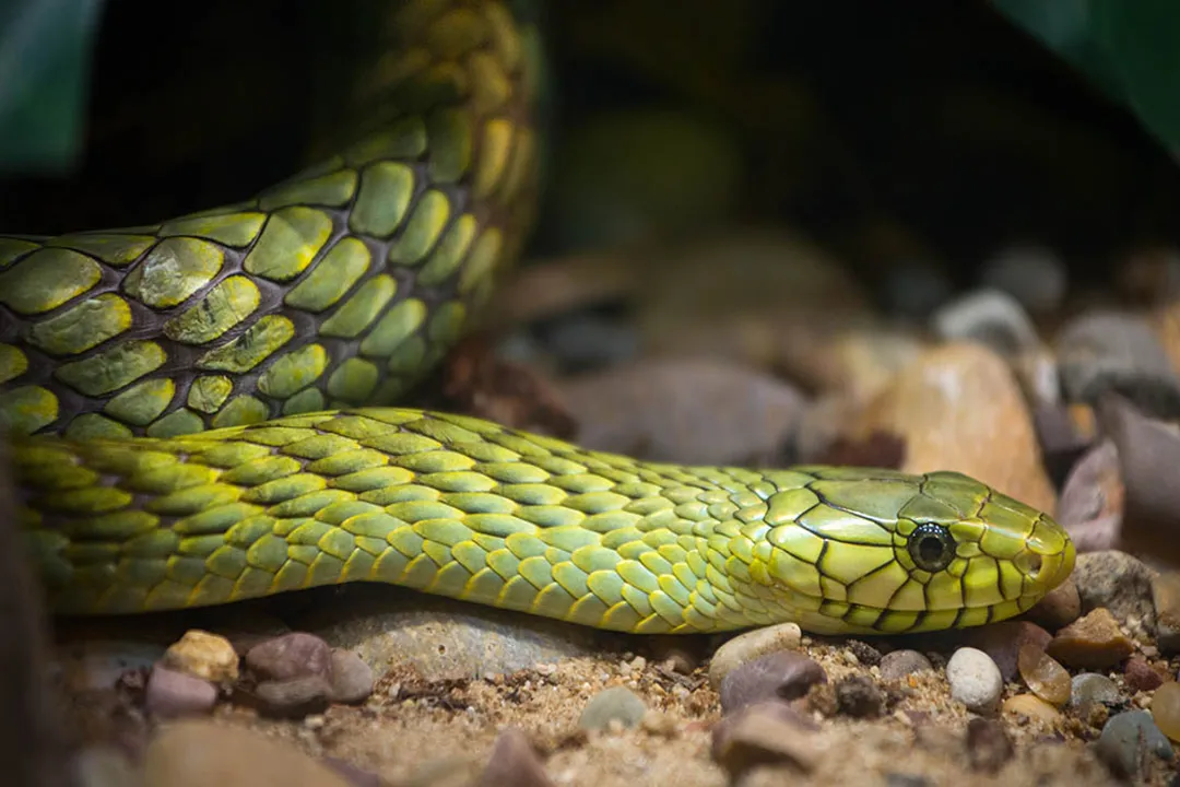 What are some fun facts about green mambas?, Mamba Types