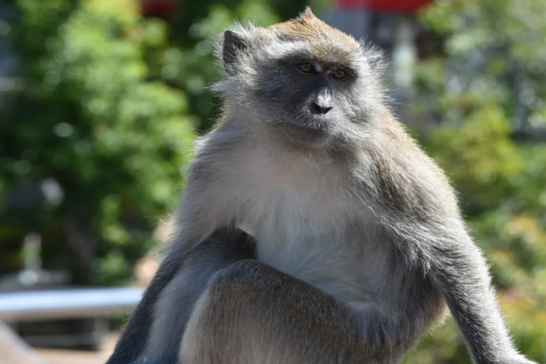 What are some fun facts about macaques?, Diverse Kinship