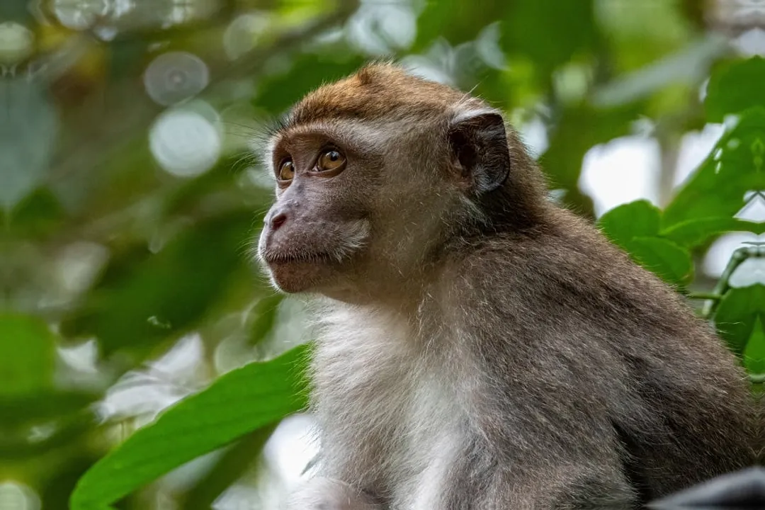 What are some fun facts about macaques?, Adaptability's Double Edge