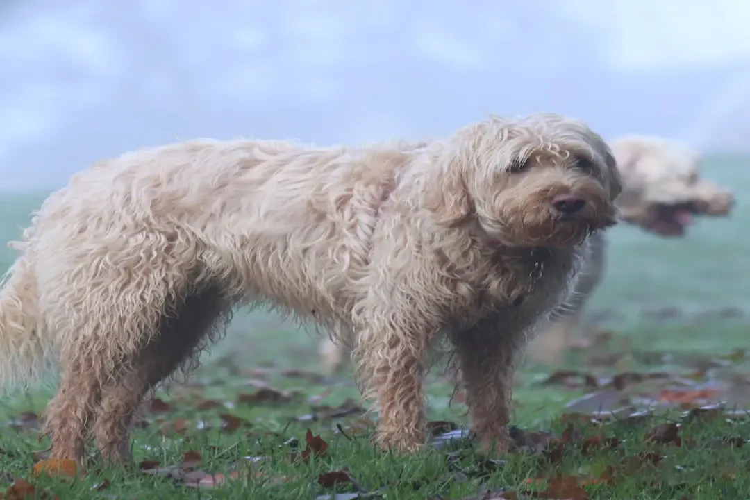 What are some fun facts about Otterhounds?, Shaggy Exterior