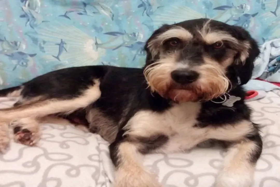 What are some fun facts about Otterhounds?, Scent Sense