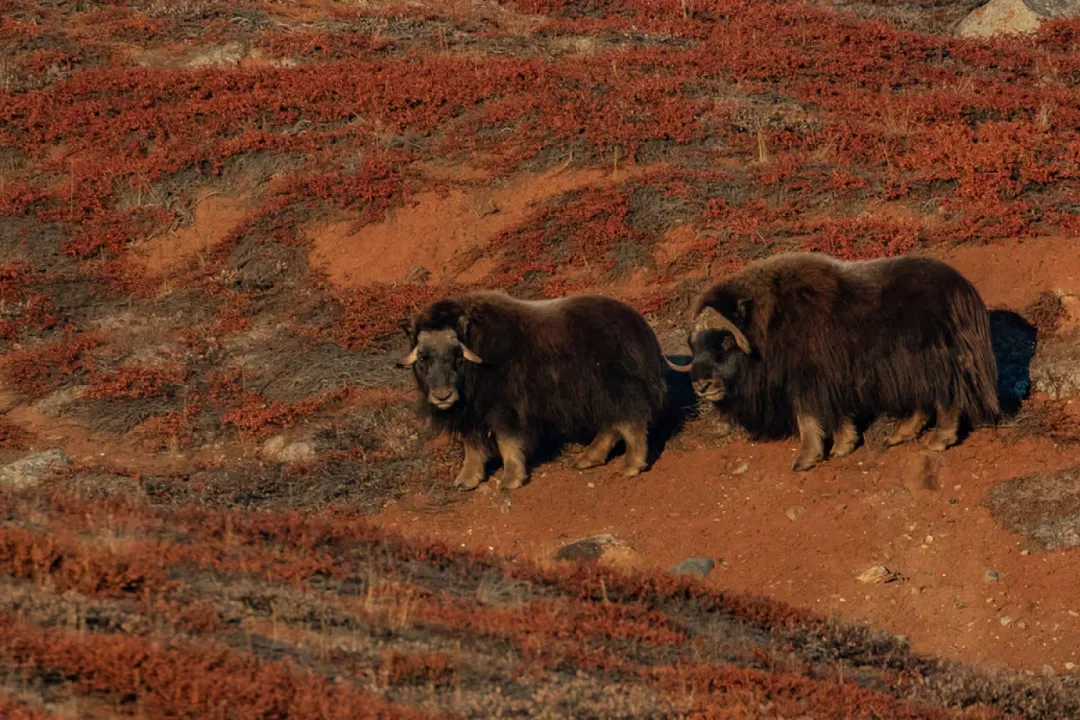 What are some fun facts about oxen?, Biological Systems