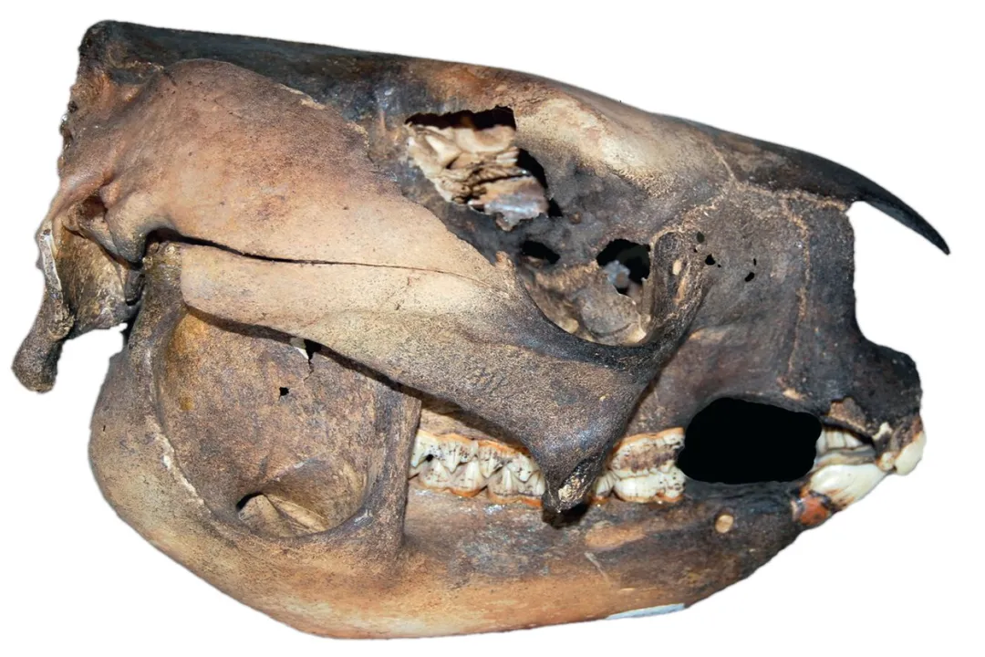 What are some fun facts about Procoptodon?, Unique Head