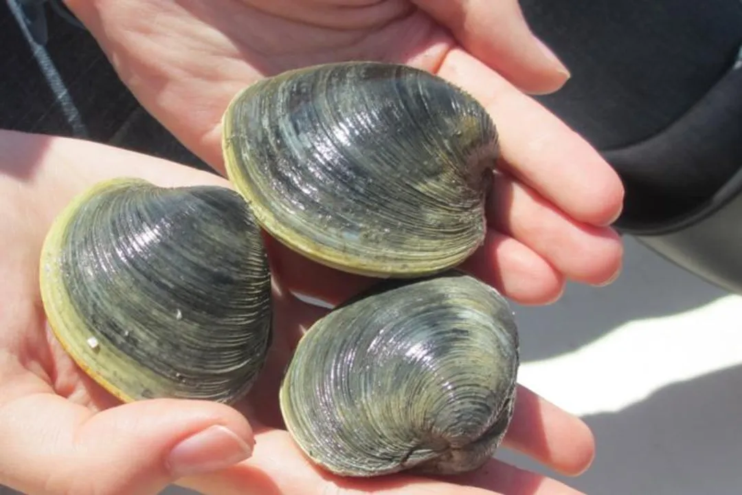 What are some fun facts about quahog clams?, Common Names