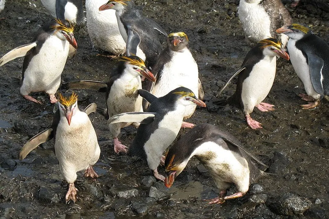 What are some fun facts about royal penguins?, Sustenance and Schedule