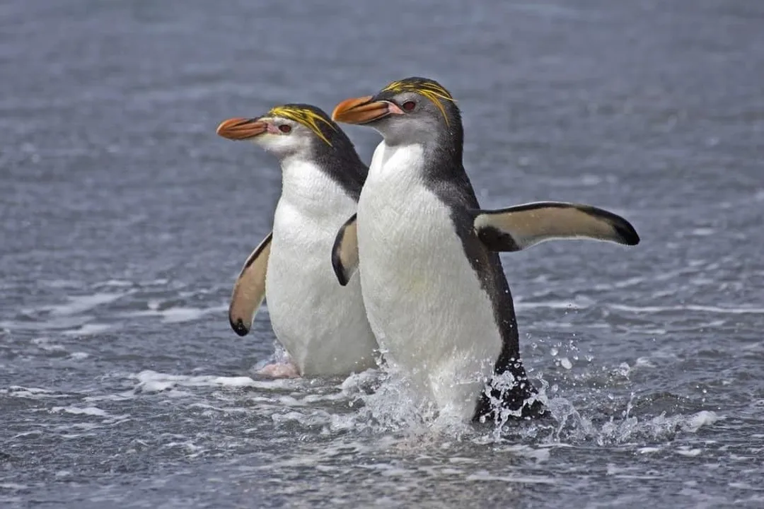 What are some fun facts about royal penguins?, Singular Home