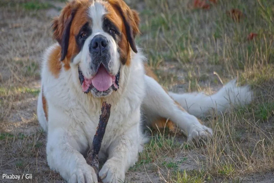 What are some fun facts about Saint Bernards?, Alpine Origins